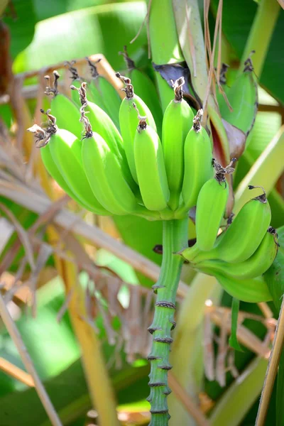 Roślina Tropikalna Drzewo Bananowe — Zdjęcie stockowe