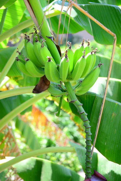 Banana Albero Frutto Pianta Topica Con Foglie Verdi — Foto Stock