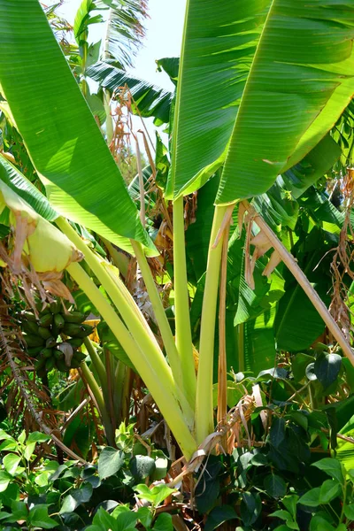Planta Tropical Bananeira — Fotografia de Stock