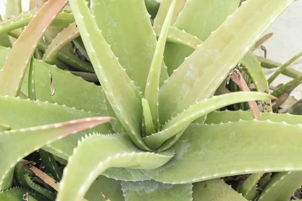 Vista Perto Planta Aloe Vera — Fotografia de Stock