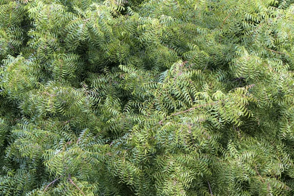 Neem Margosa Azaridachta Indica Árbol Con Hojas Verdes —  Fotos de Stock