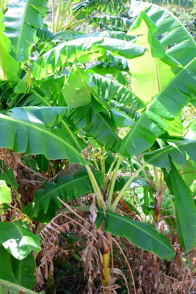 Τροπικό Φυτό Δέντρο Μπανάνας — Φωτογραφία Αρχείου
