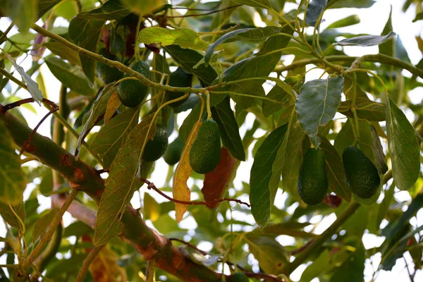 Avocados Auf Baum Grünen Blättern Flora Und Laub — Stockfoto