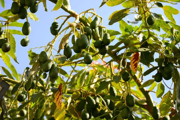 Avocados Baum Flora Und Laub — Stockfoto