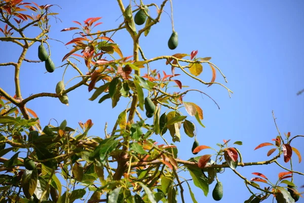 Avokado Ağacı Bitki Yapraklar — Stok fotoğraf