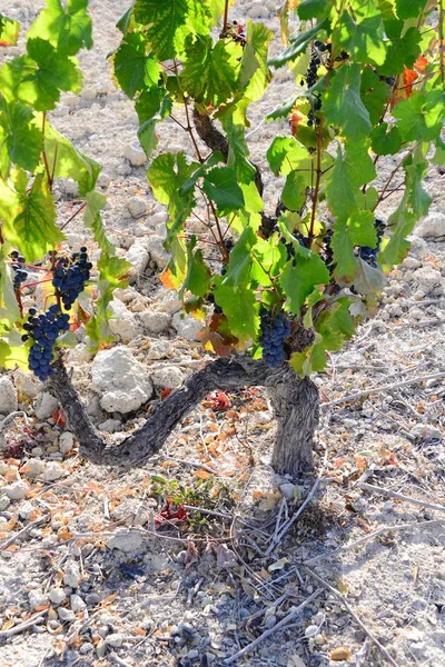 Grappes Raisins Vigne Agricole — Photo