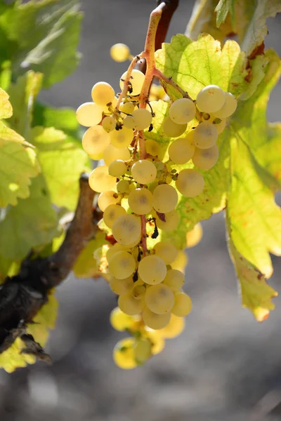 Vinhas Cachos Uvas — Fotografia de Stock