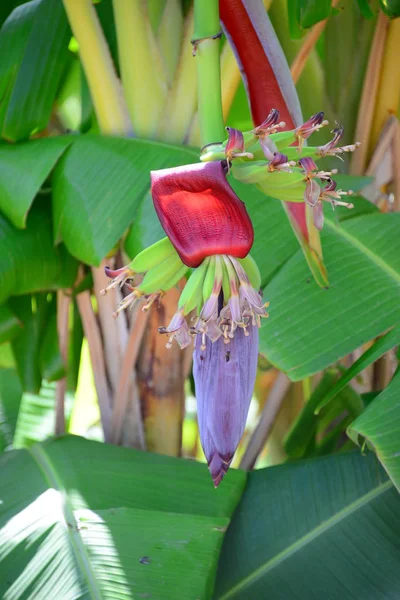 Planta Tropical Árbol Plátanos — Foto de Stock