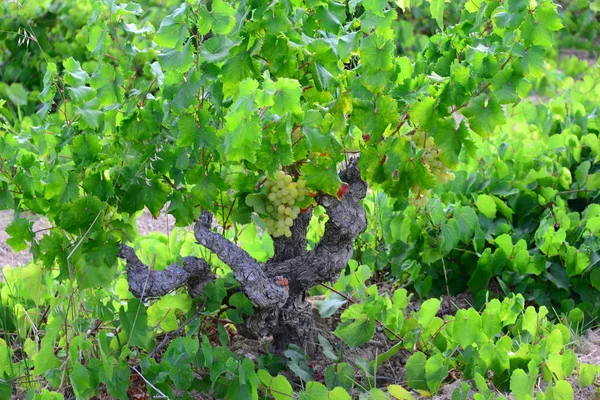 Landbouw Het Platteland Trossen Druiven Bomen — Stockfoto