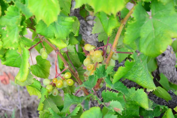 Agricultura Rural Vinhos Cachos Uvas Árvores — Fotografia de Stock