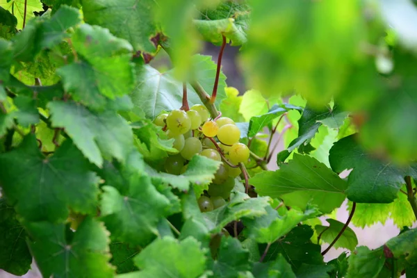 Грона Винограду Сільське Господарство Винограду — стокове фото