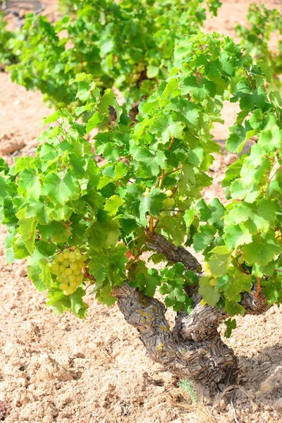 Vineyard Vines Bunches Grapes — Stock Photo, Image