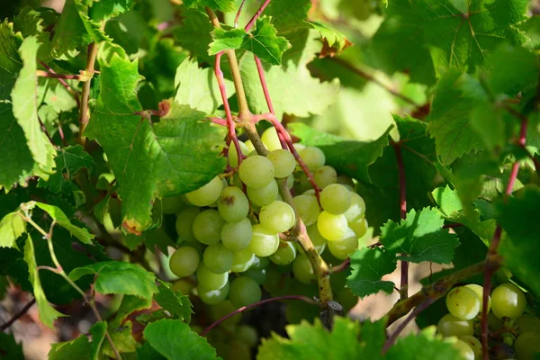 Vigneto Viti Grappoli Uva — Foto Stock