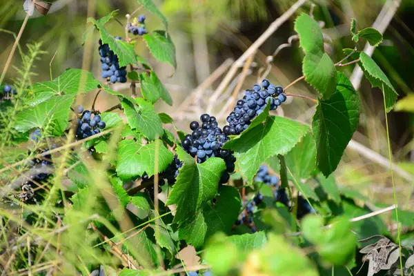 Vinhas Cachos Uvas — Fotografia de Stock