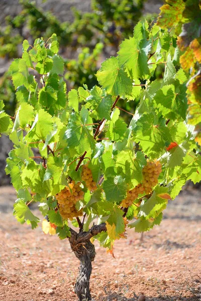 Vignes Grappes Raisins — Photo