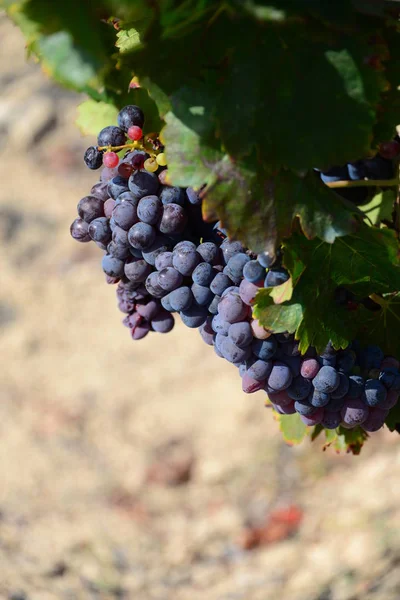 Viñedos Agricultura Rural Plantas — Foto de Stock