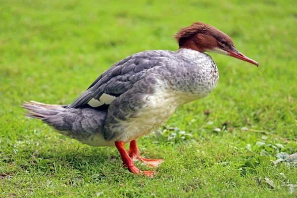 ガチョウは陸上でメルガス マーガンサーを見た — ストック写真