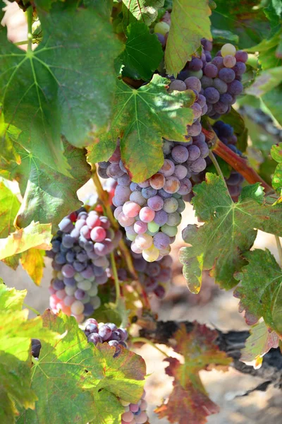 Viñedos Agricultura Rural Plantas — Foto de Stock