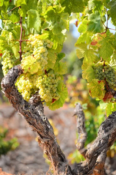 Viñas Vitivinícolas Lotes Uva — Foto de Stock