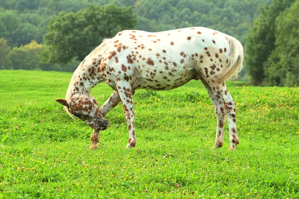 Scena Della Fauna Selvatica Bella Natura — Foto Stock