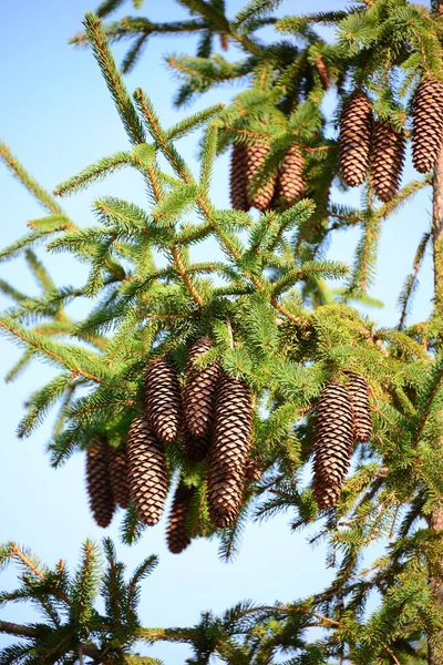 Ciotola Pino Spagna — Foto Stock