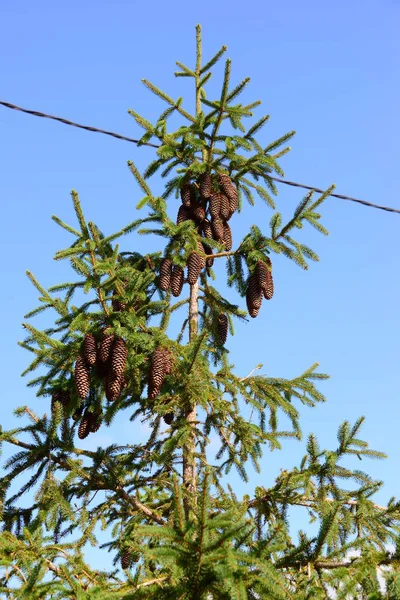 Tannenzapfen Auf Baum Flora — Stockfoto