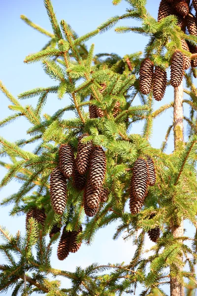 Prachtige Natuur Van Spanje — Stockfoto