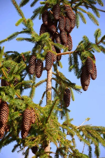 Prachtige Natuur Van Spanje — Stockfoto