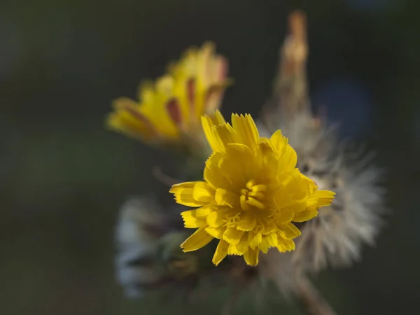 Жовта Квітка Цикорію Над Зеленим Садовим Тлом — стокове фото