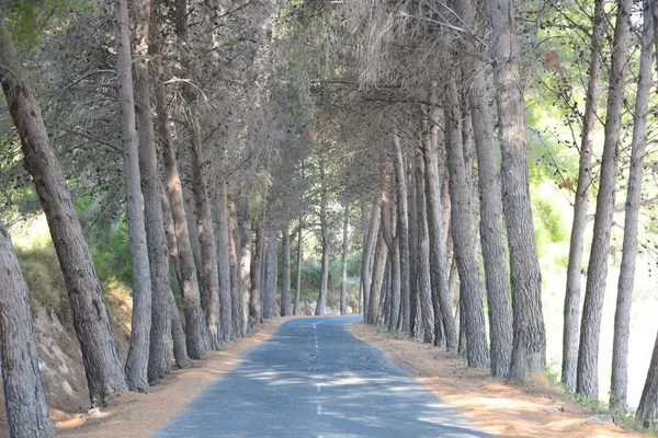 Einsame Kiefer Kiefer Spanien — Stockfoto