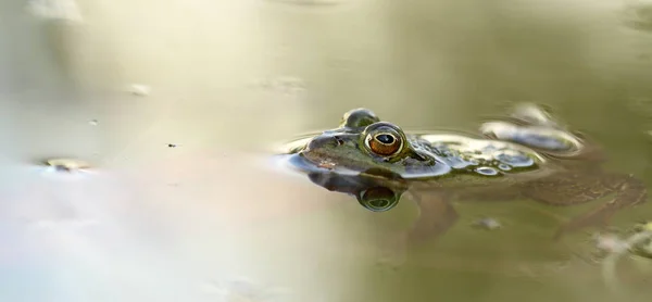 Nahaufnahme Von Wildfrosch — Stockfoto