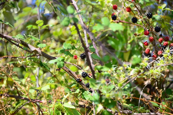 Fågel Tema Pittoreska Skott — Stockfoto