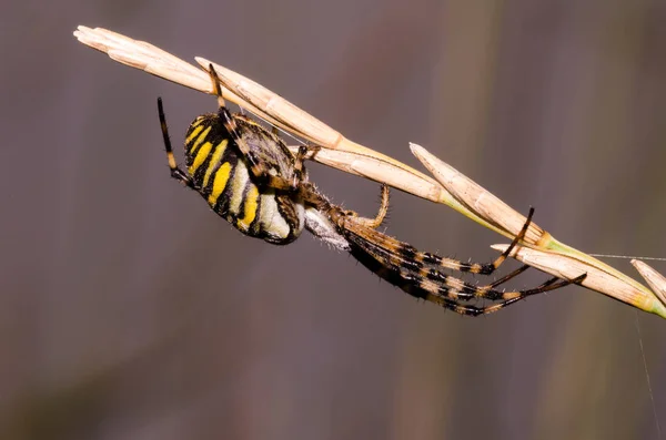 Ragno Zebra Lauerstellung — Foto Stock