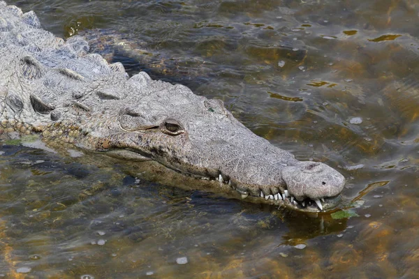 Krokodilalligator Raubtier — Stockfoto