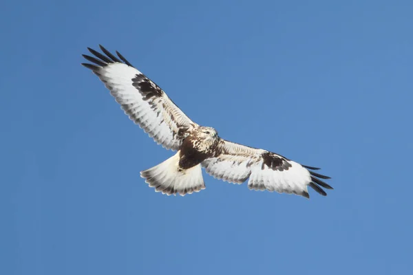 粗壮的鹰 Buteo Lagopus 在蓝天下飞翔 — 图库照片