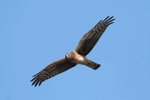 Genç Kuzey Harrier Sirk Siyaneusu Mavi Gökyüzünde Uçuyor — Stok fotoğraf