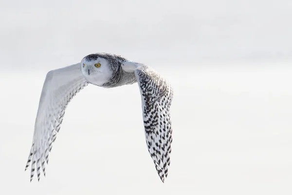 Hiboux Des Neiges Plumes Oiseaux Blancs — Photo