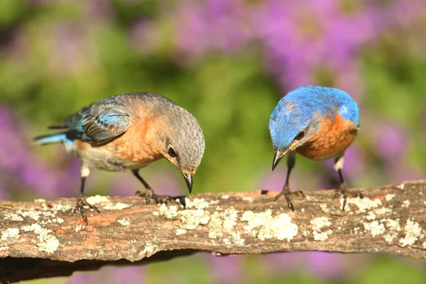 Східні Блакитні Птахи Sialia Sialis Сідалі Квітами — стокове фото