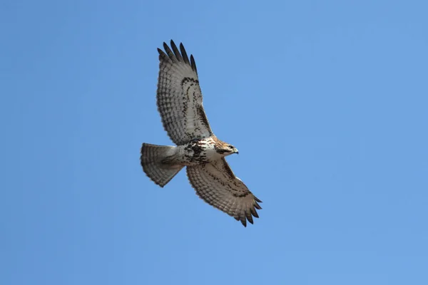 少年红尾鹰 Buteo Jamaicensis 在蓝天中飞翔 — 图库照片