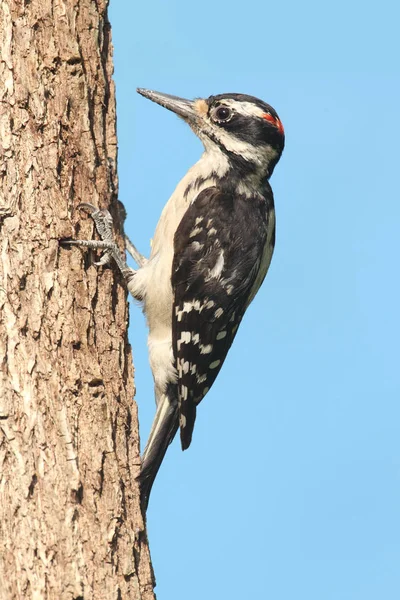 Buntspecht Picoides Villosus Auf Einem Futterhäuschen Mit Blauem Hintergrund — Stockfoto