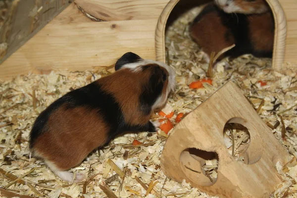 Hamster Meerschweinchen Nagetier Haustier — Stockfoto