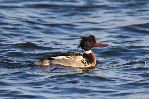 Colorido Masculino Vermelho Breasted Merganser Mergus Serrator Natação — Fotografia de Stock