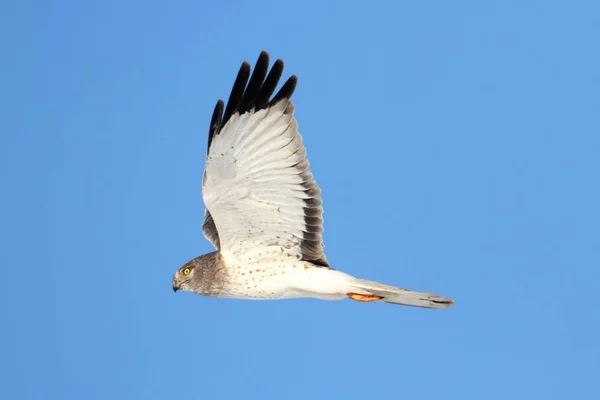 Male Northern Harrier Sirk Siyaneusu Mavi Gökyüzünde Uçuyor — Stok fotoğraf