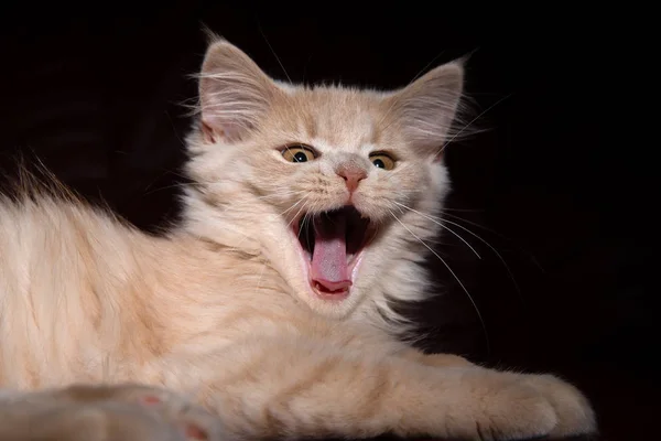 Retrato Lindo Gato —  Fotos de Stock