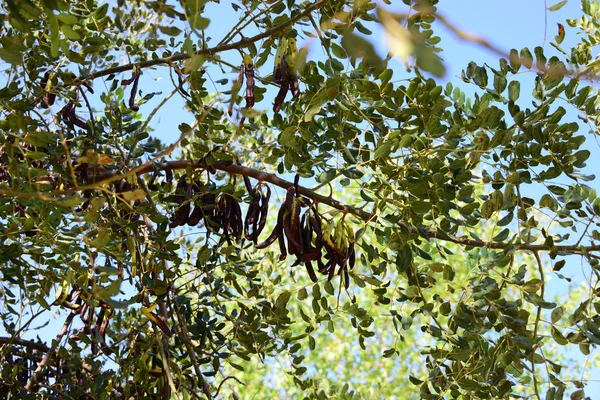 Schöne Natur Spaniens — Stockfoto