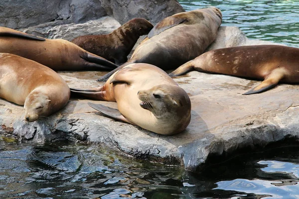 アシカ ハウラー — ストック写真