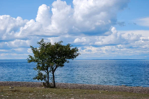Sommerblick Auf Einen Einzigen Baum Auf Der Schwedischen Insel Oland — Stockfoto