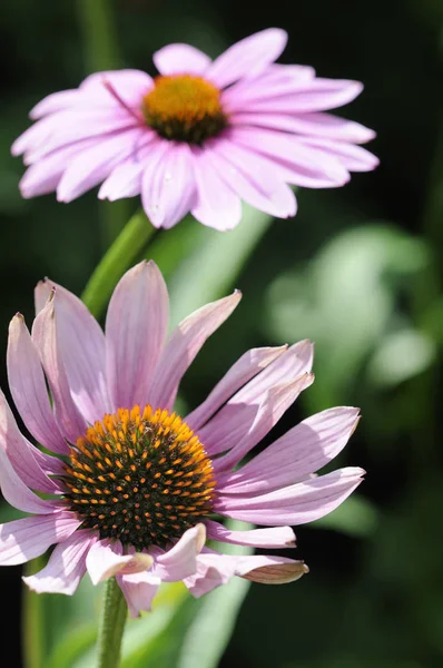 Mooi Botanisch Schot Natuurlijk Behang — Stockfoto