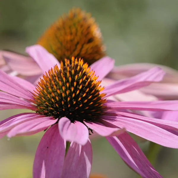 Schöne Botanische Aufnahme Natürliche Tapete — Stockfoto