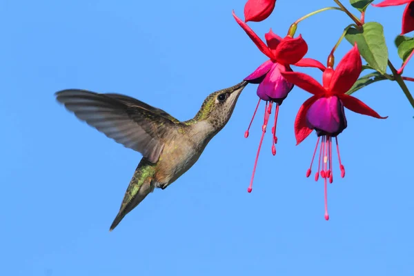 幼小的红宝石喉蜂鸟 金丝雀 在蓝色背景的花中飞翔 — 图库照片